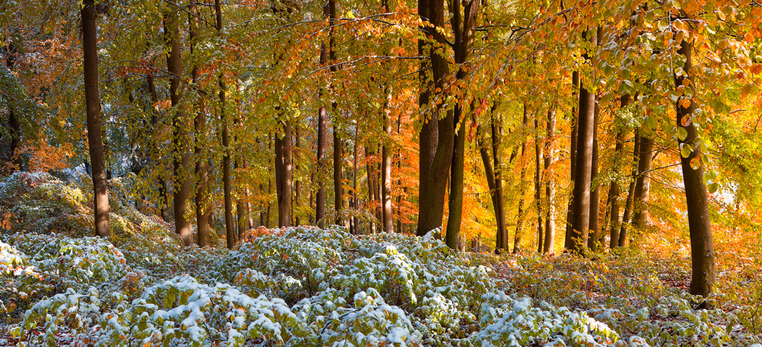 AUTUMN IN THE WOODS [02|COLOR]