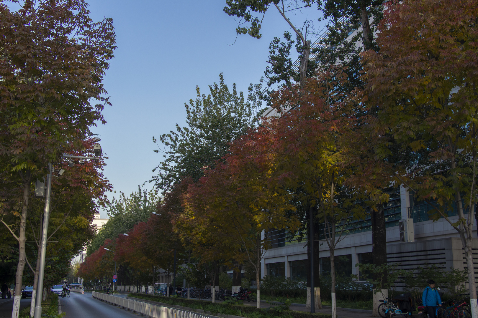 Autumn in Tsinghua