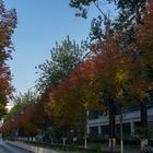 Autumn in Tsinghua