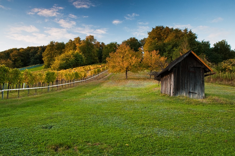 Autumn in vineyard