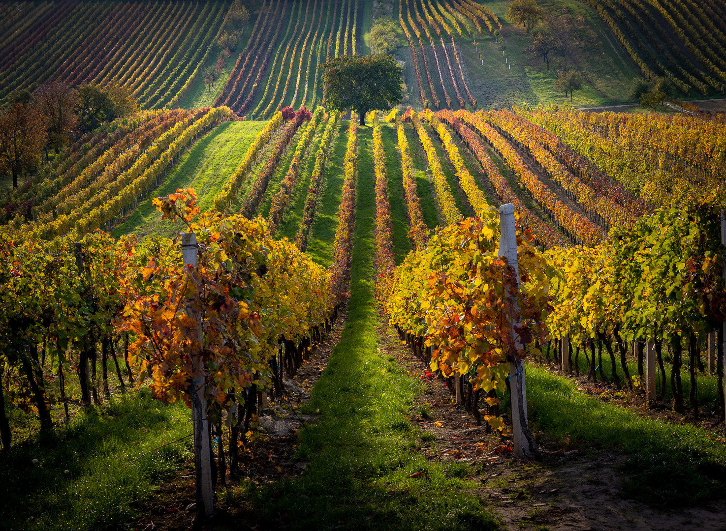 Autumn in vineyards