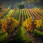 Autumn in vineyards