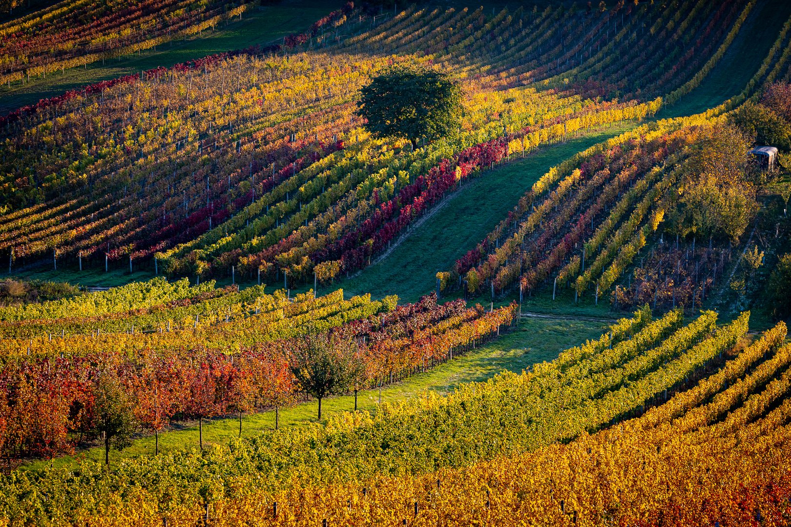 Autumn in vineyards 2