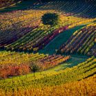 Autumn in vineyards 2