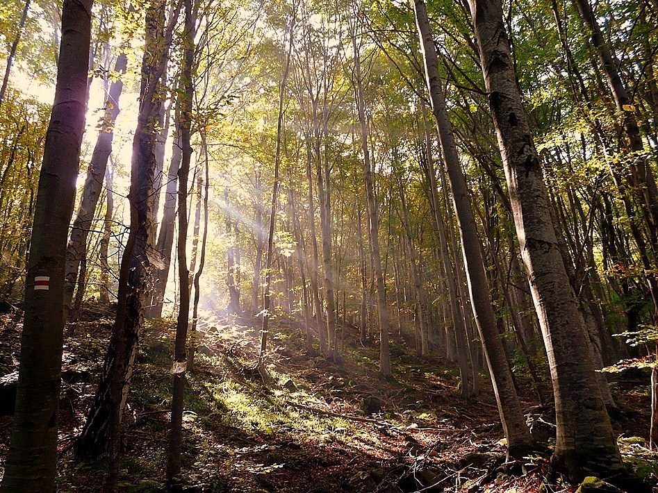 Autumn in Vitosha BG