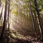 Autumn in Vitosha BG