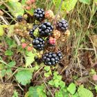 Autumn in Wales - and a few blackberries