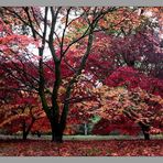 Autumn in Westonbirt Arboretum