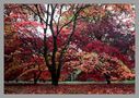 COM: Autumn in Westonbirt Arboretum von Lubos Vanek