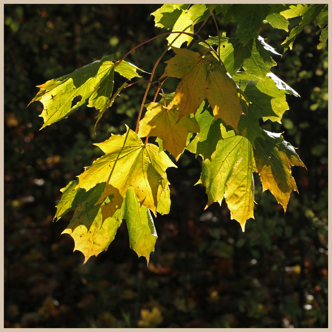 autumn in windy nook