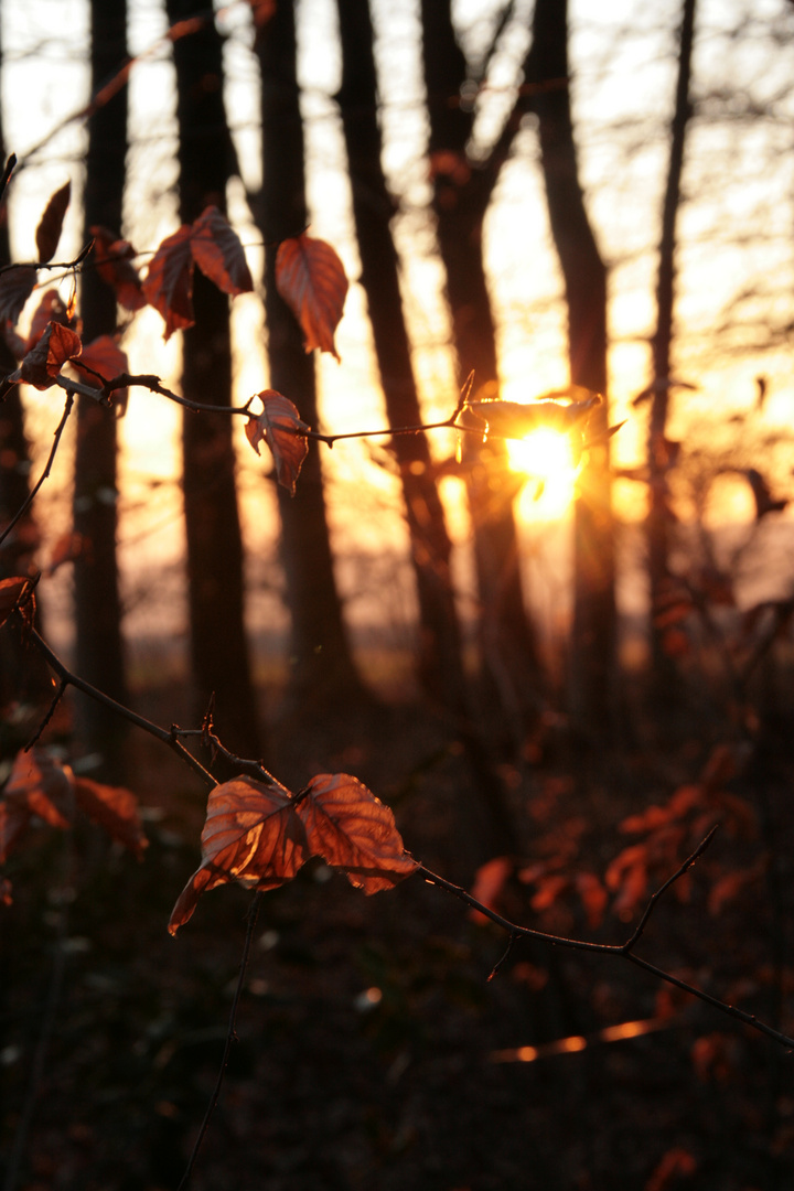 Autumn in Winter