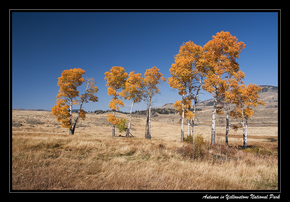 Autumn in Yellowstone National Park