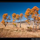 Autumn in Yellowstone National Park