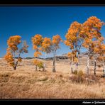 Autumn in Yellowstone National Park