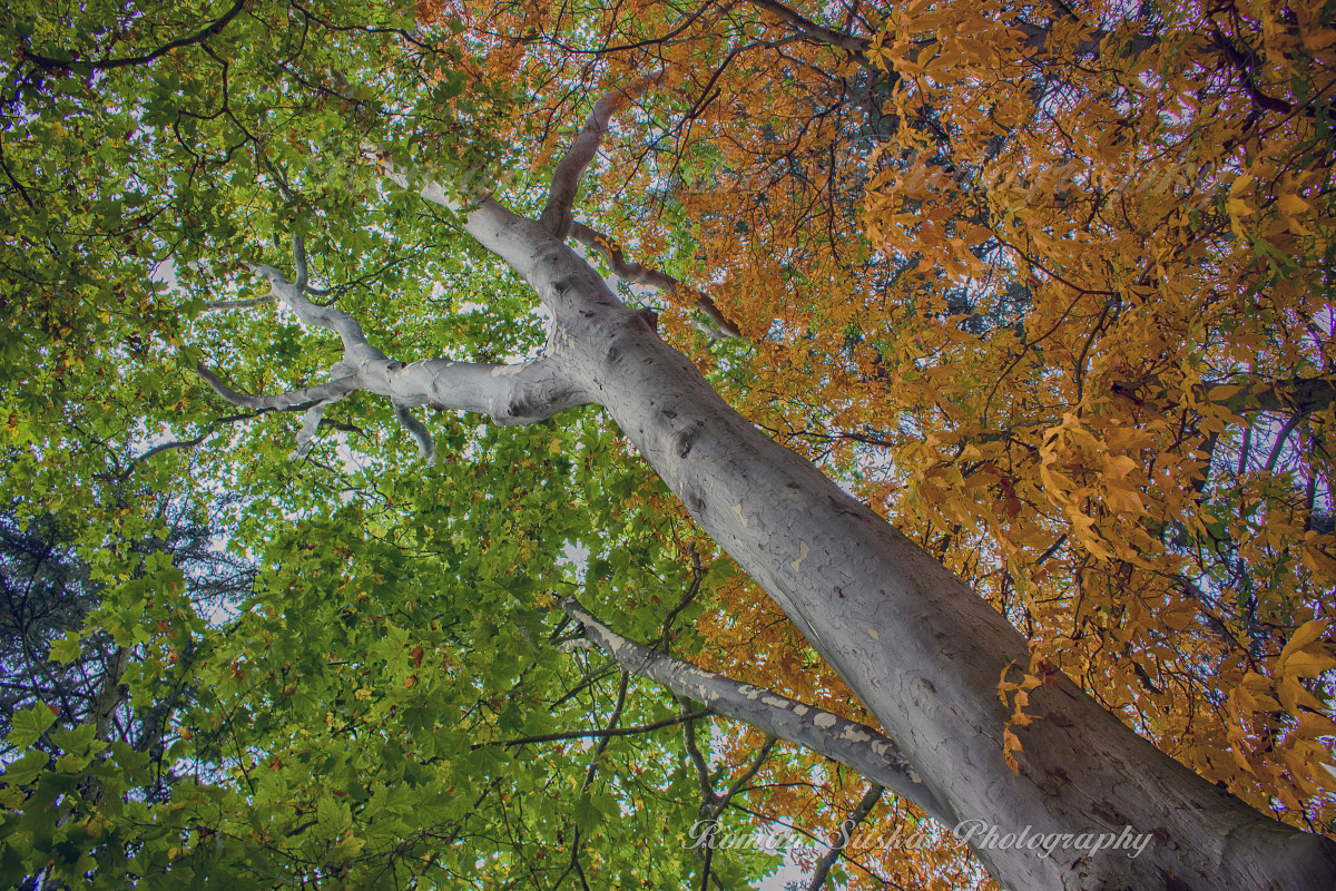 Autumn is beautiful in Slovakia