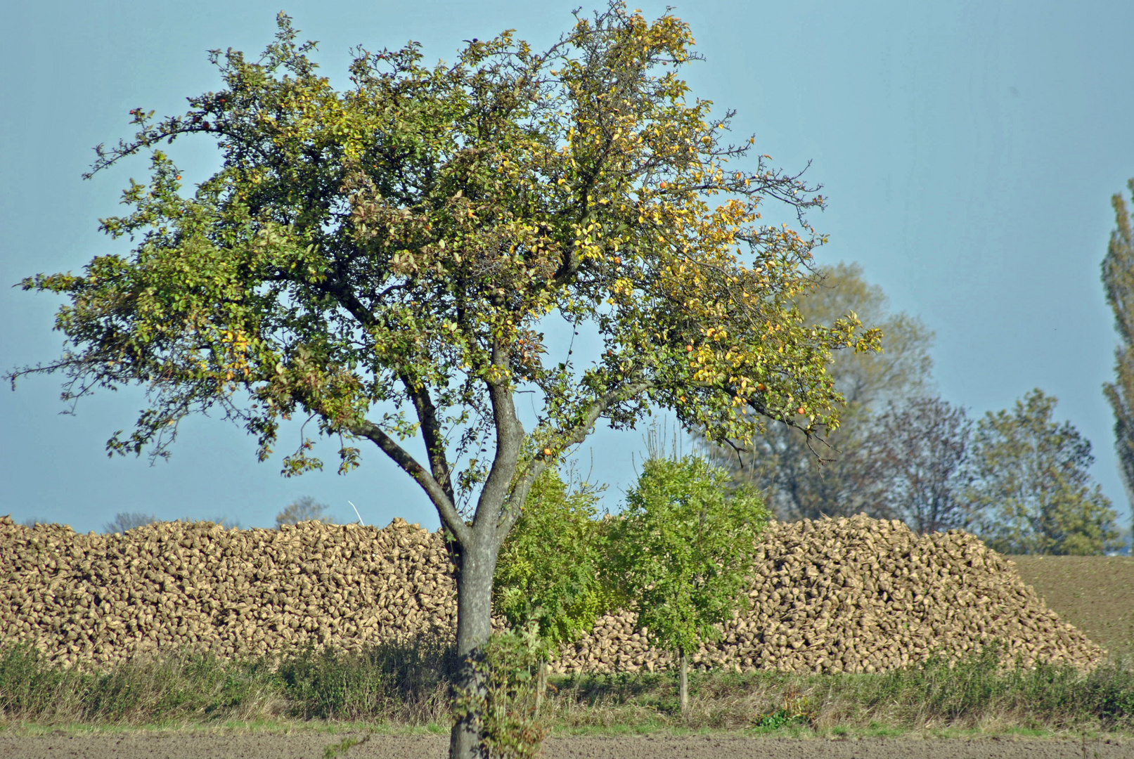 autumn is harvest time