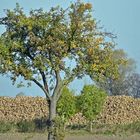 autumn is harvest time