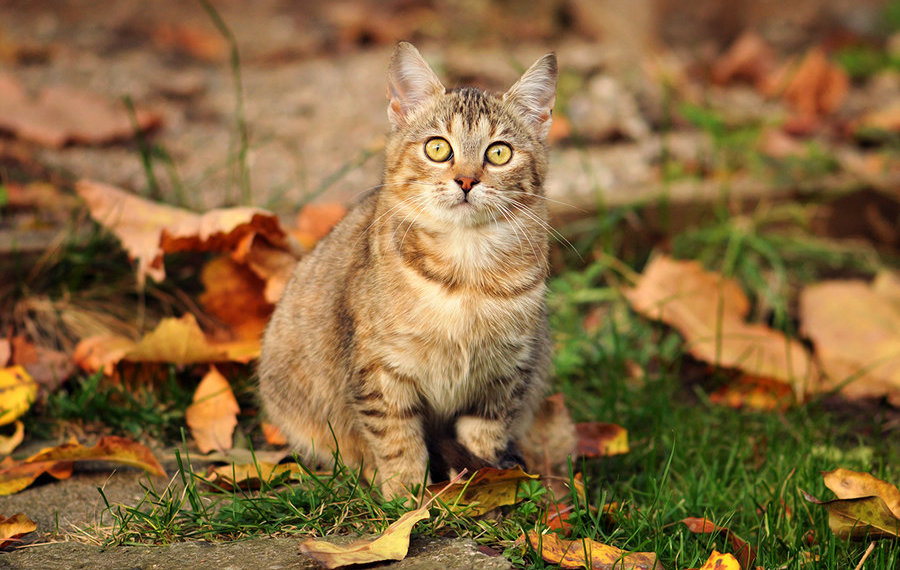 Autumn kitty .