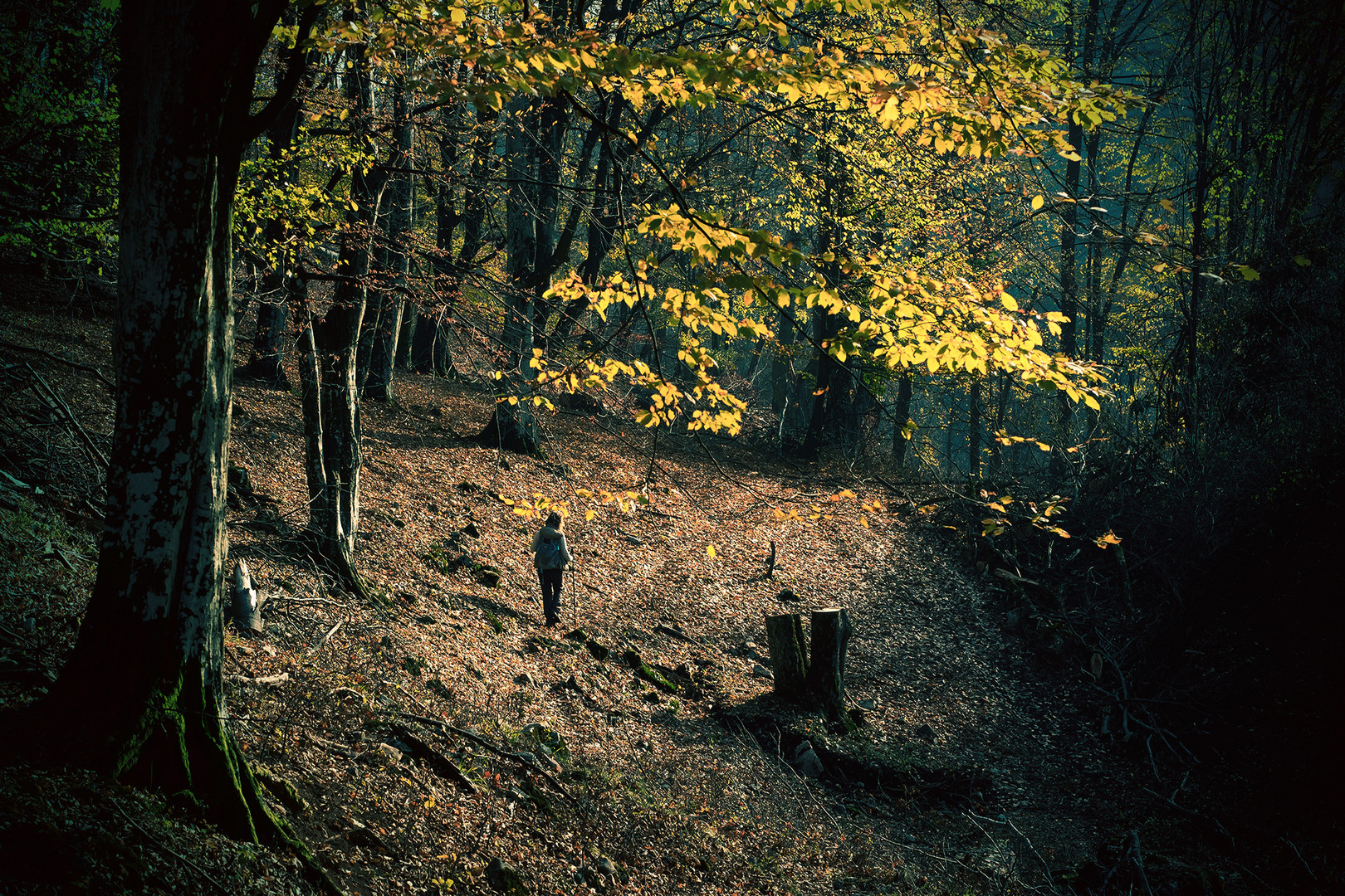 Autumn landscape 