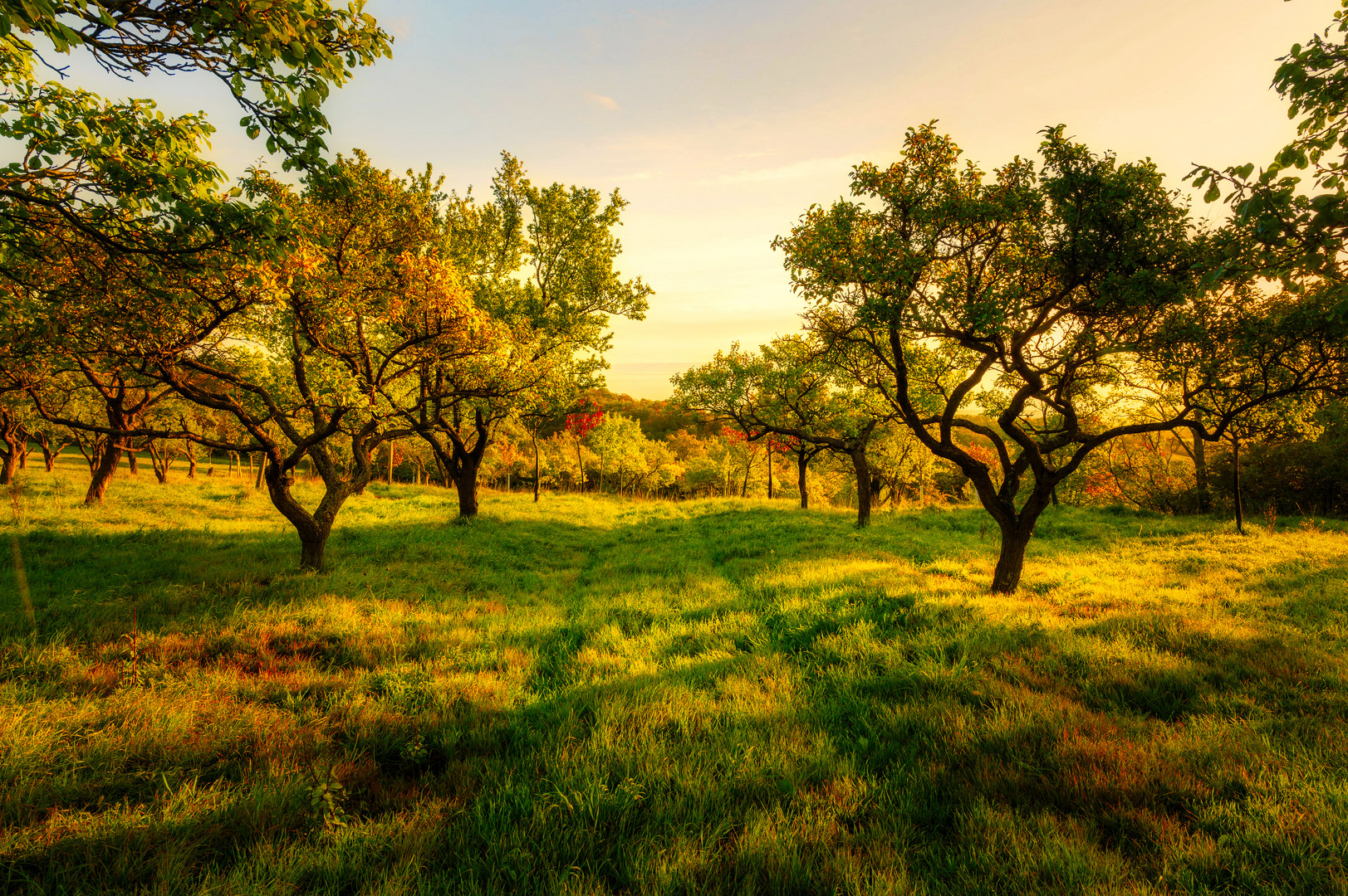 Autumn Landscape. Fall Scene.Trees and Leaves in Sunlight Rays.