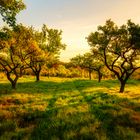 Autumn Landscape. Fall Scene.Trees and Leaves in Sunlight Rays.