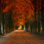 Autumn lane 