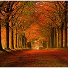 Autumn lane