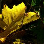 Autumn leaf (1)