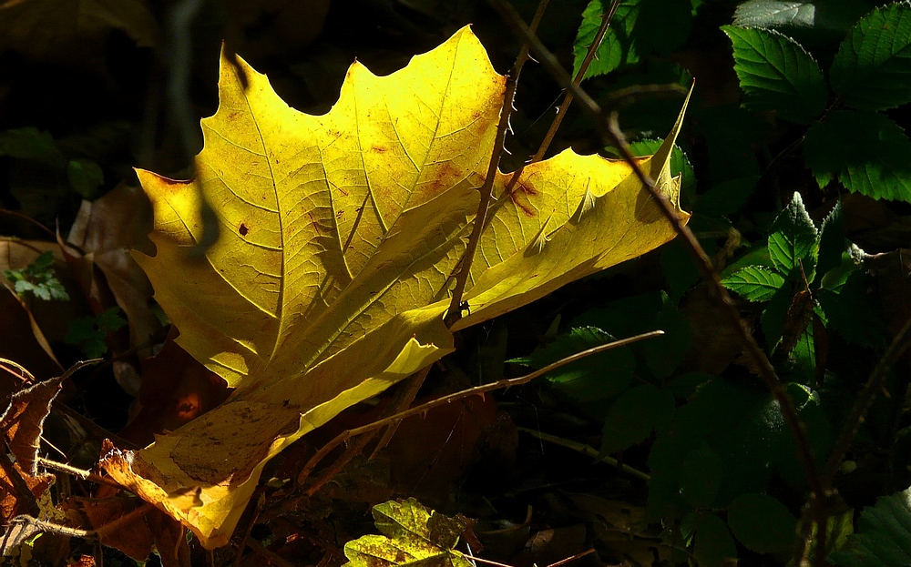 Autumn leaf (1)