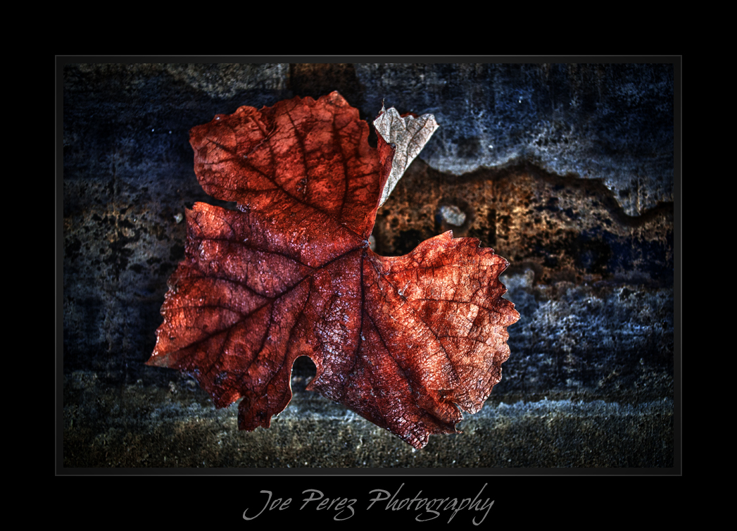 AUTUMN LEAF