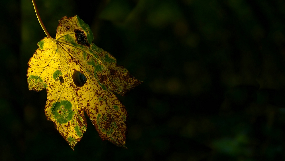 Autumn leaf (11) 