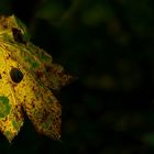 Autumn leaf (11) 