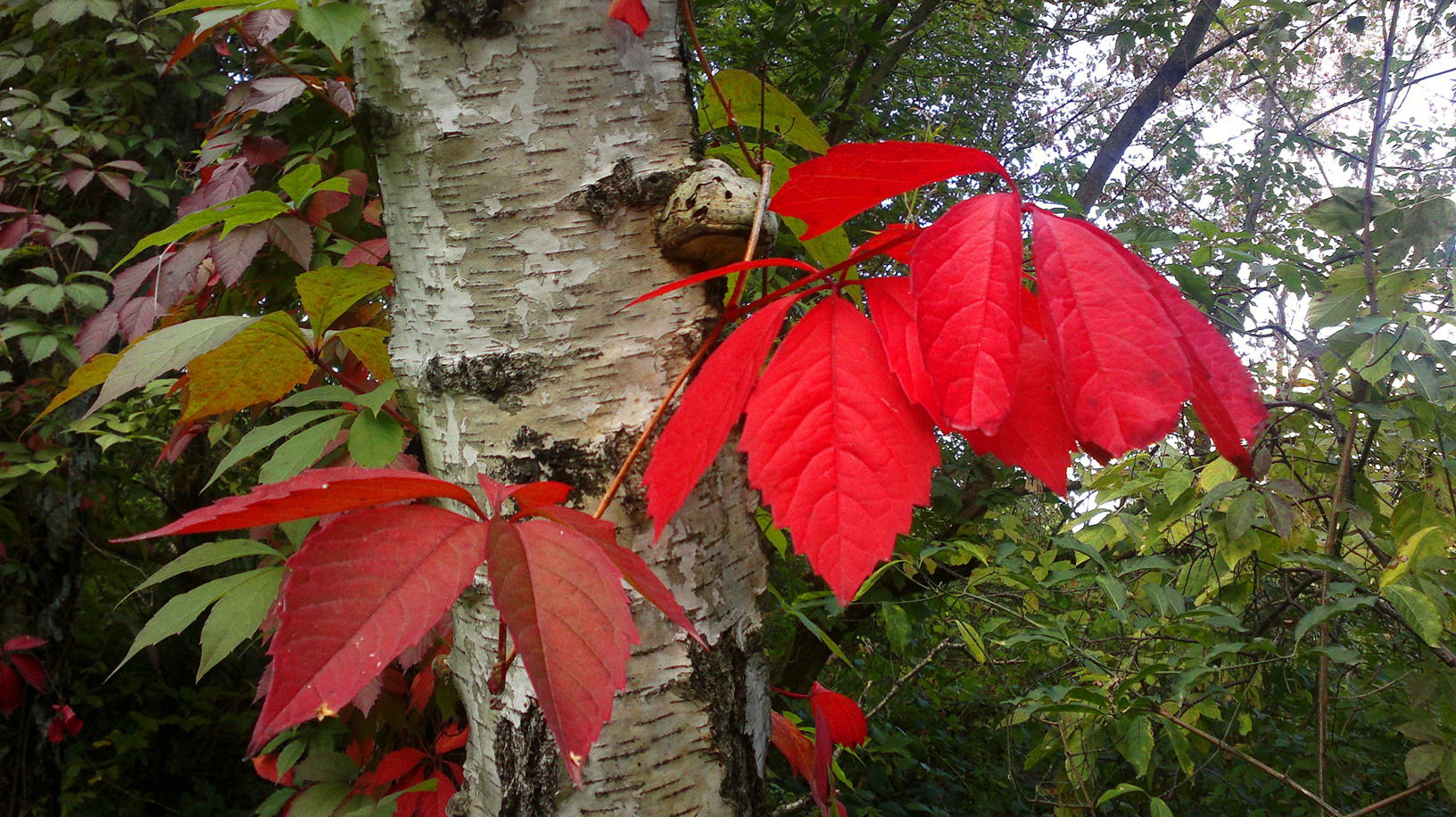 Autumn leaf