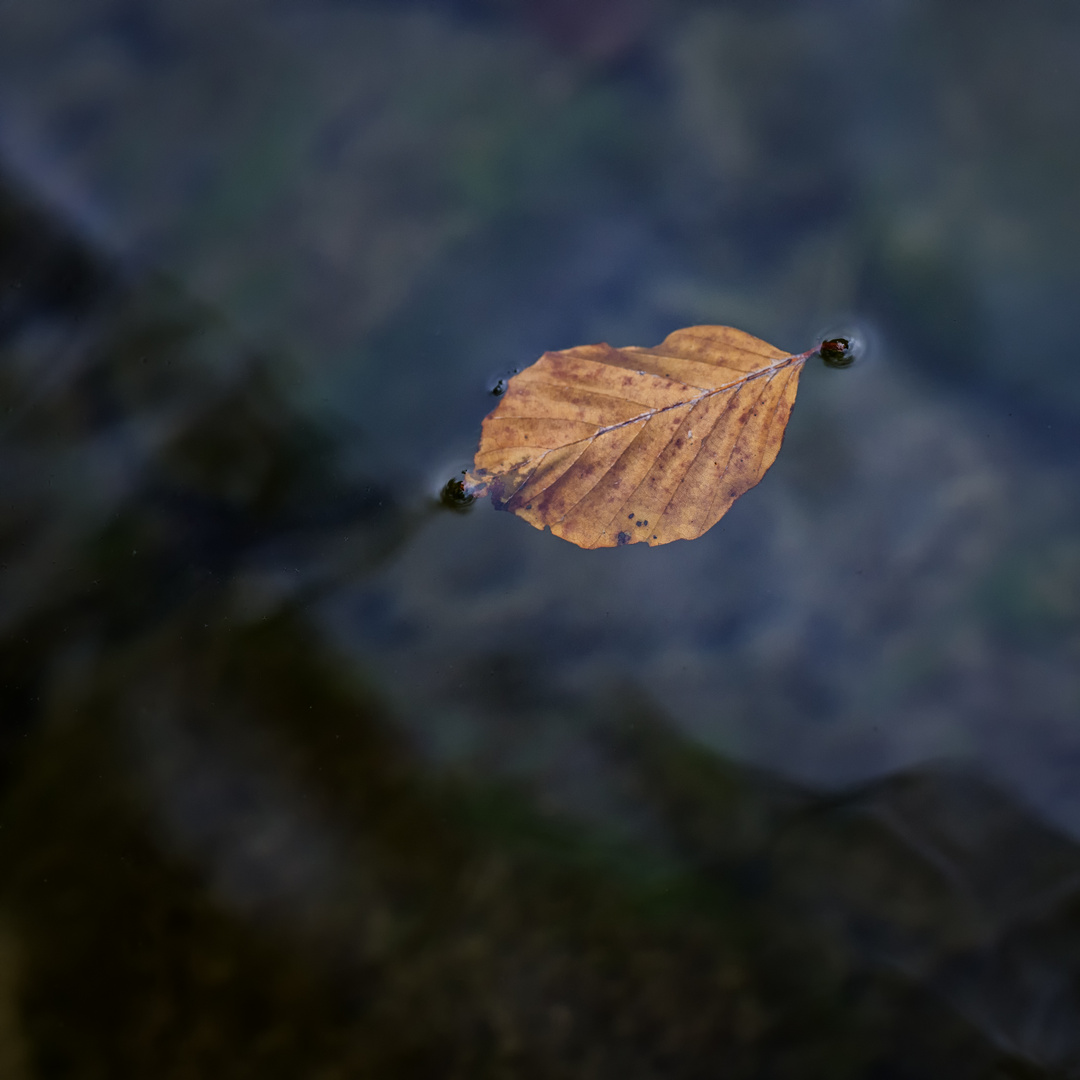 Autumn Leaf 2