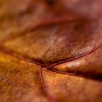 autumn leaf 2