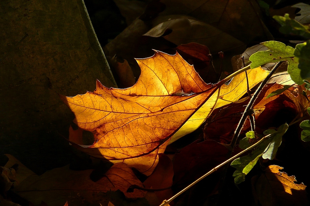 Autumn leaf (2)