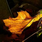 Autumn leaf (2)