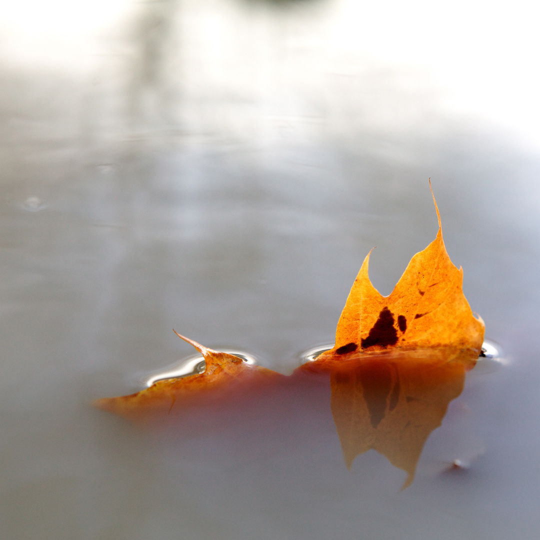 Autumn leaf