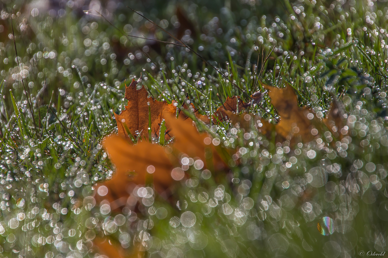 Autumn leaf.