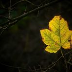 Autumn Leaf (4)