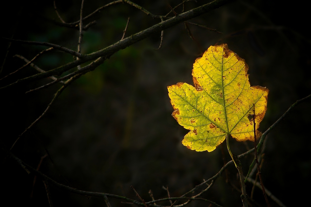 Autumn Leaf (4)