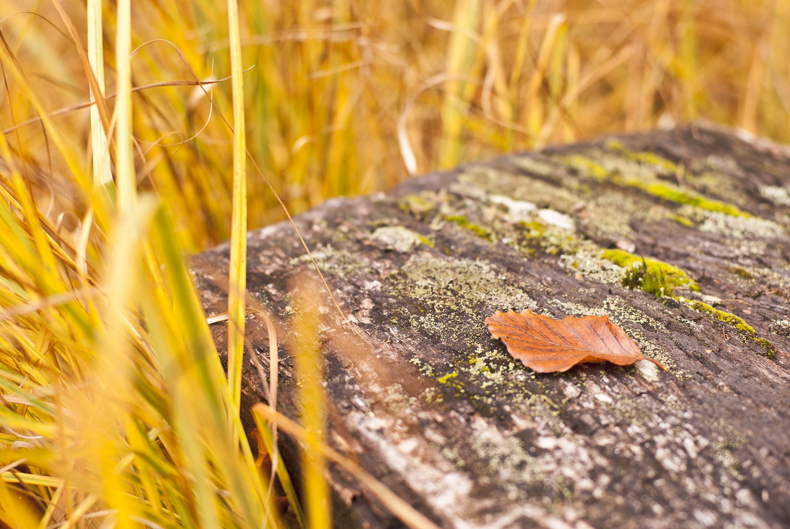 Autumn Leaf