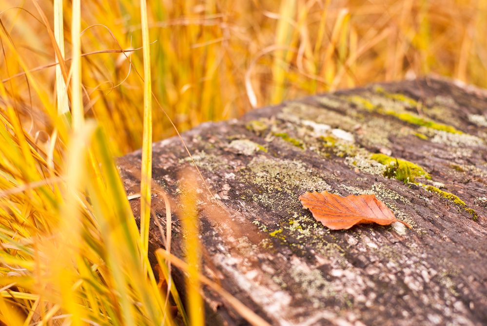 Autumn Leaf