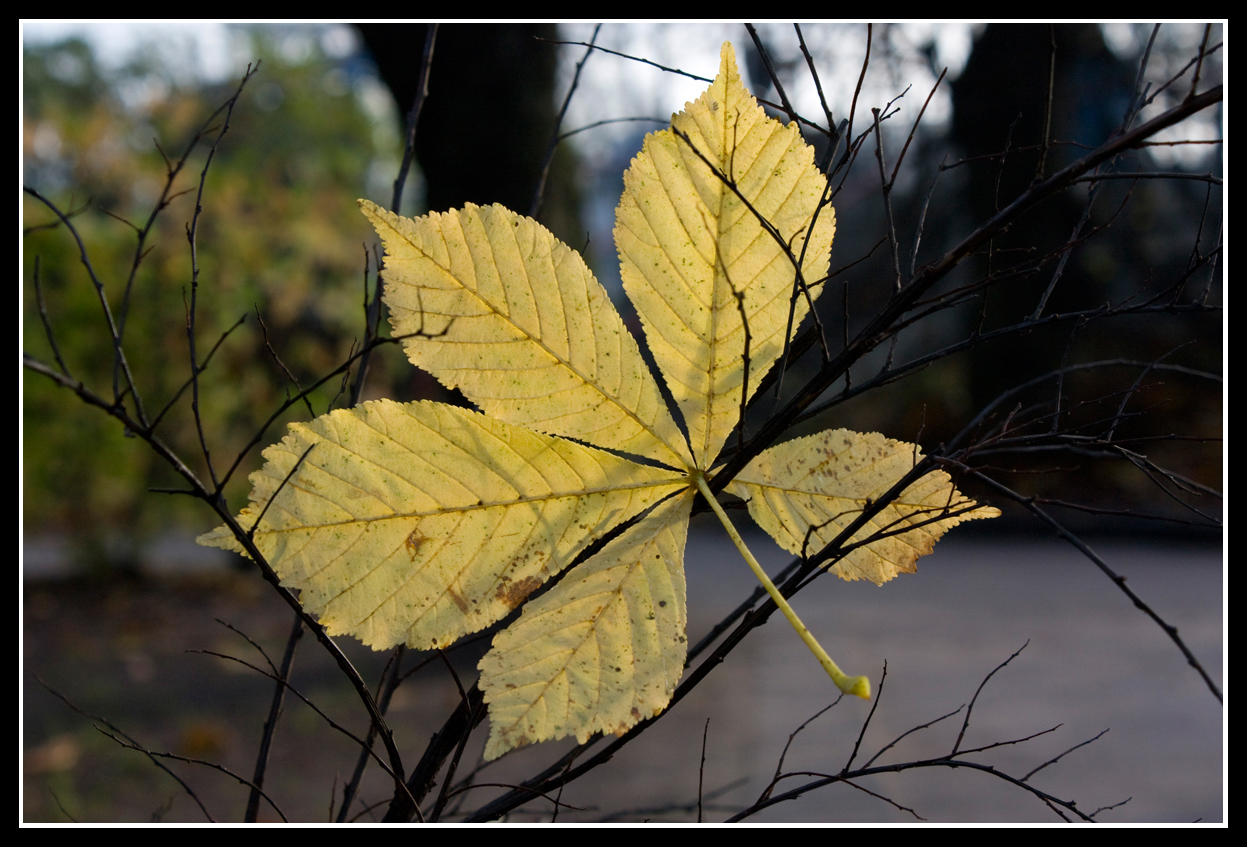 Autumn Leaf.