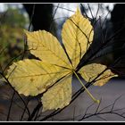 Autumn Leaf.