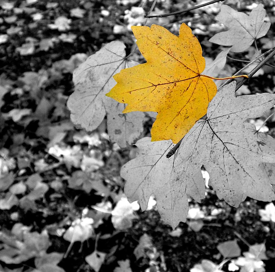 autumn-leaf