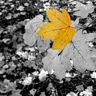 autumn-leaf