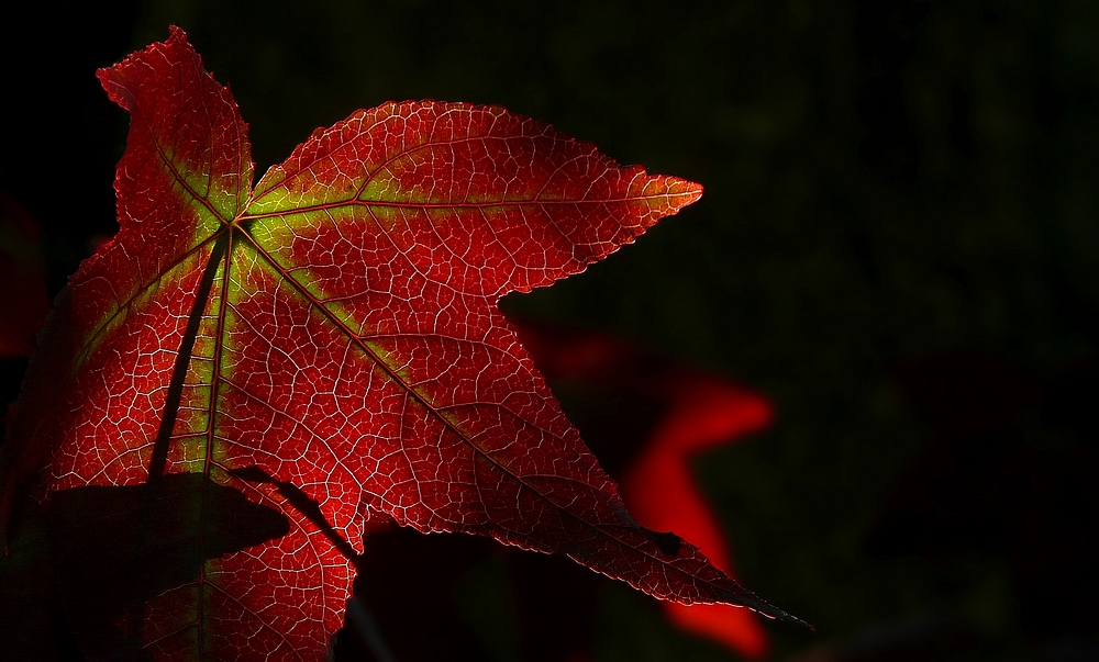 Autumn Leaf (6)