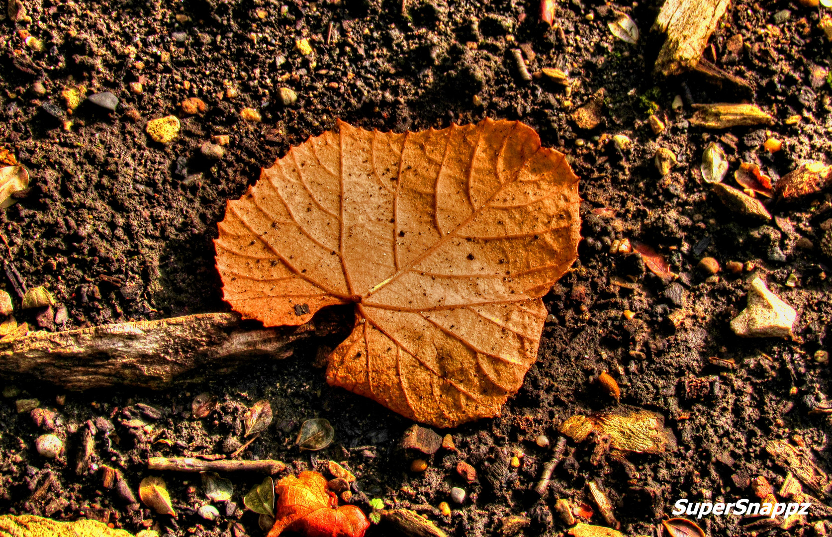 Autumn Leaf