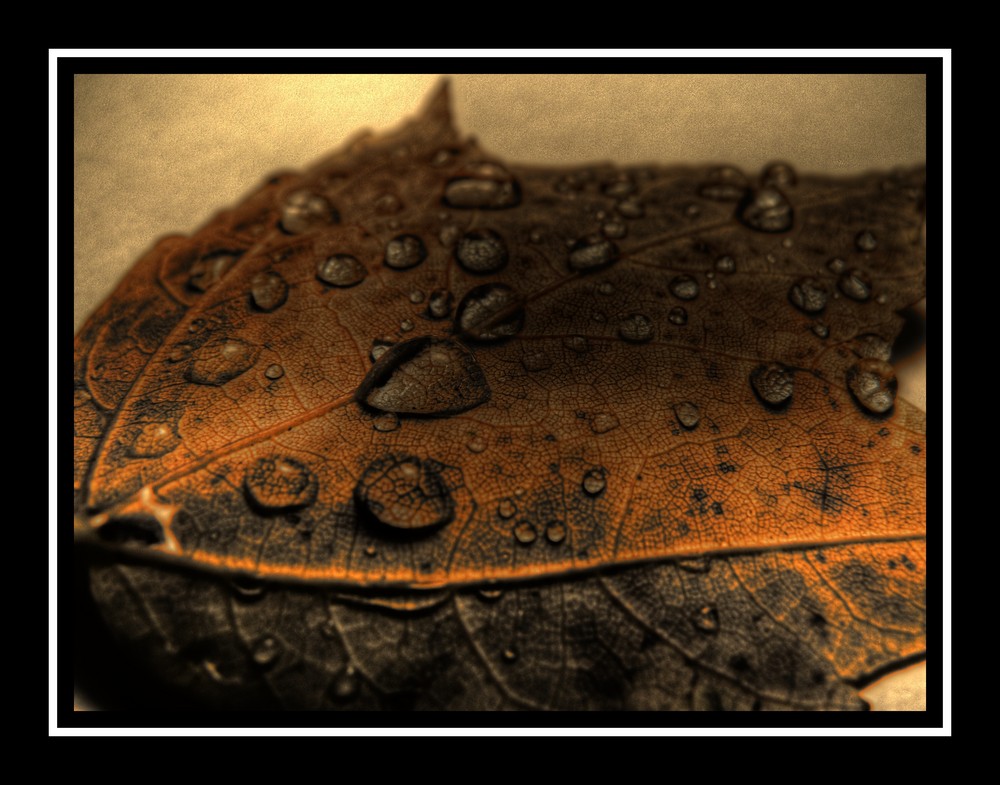 Autumn leaf